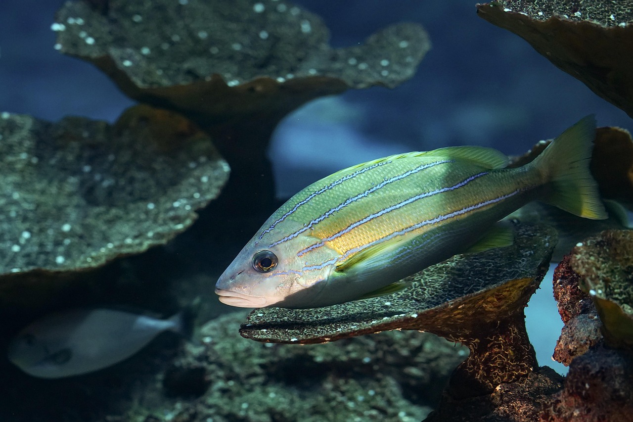 Waarom werkt de filterpomp van mijn Juwel Aquarium Rio 125 niet?