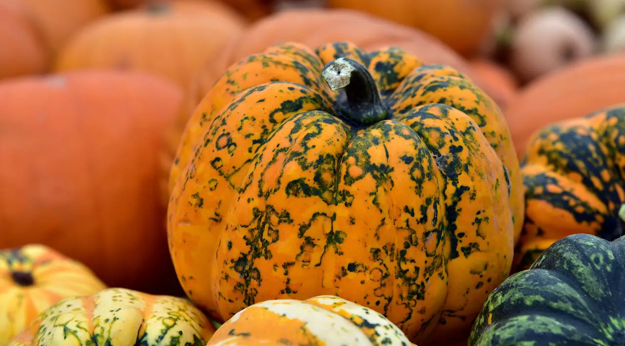 Wat zijn de kenmerken van de magnetron mod. AMW 755/IX?